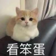 小猫咪能有什么坏心眼呢表情包gif动图图2