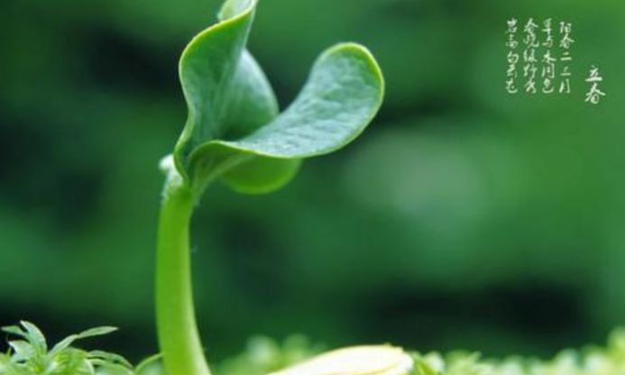 2021立春图片大全最新图图3