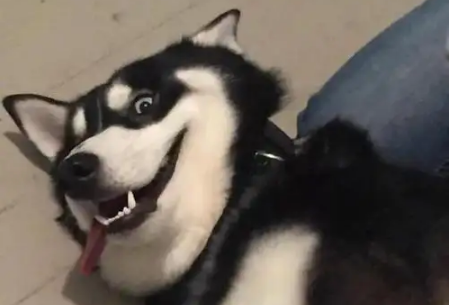 神鹰盒最新版合集