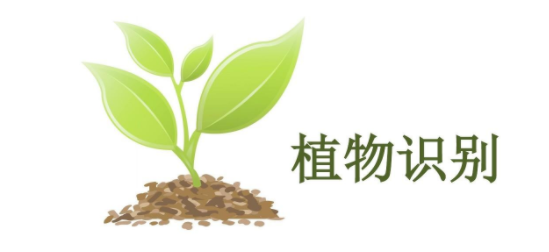 植物识别软件合集