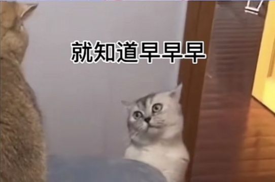 就知道早早早表情包图3