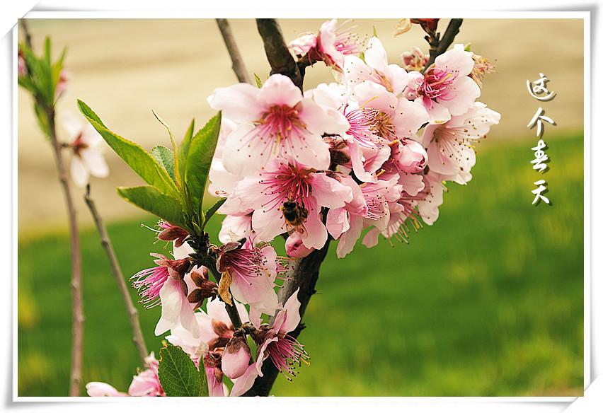 花还会重新开不同的春来了又来背景壁纸图片素材免费分享  图4