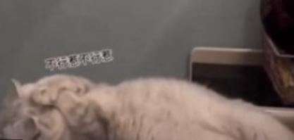 啊,梦到自己喜欢的人了,好漂亮啊,表情包猫图2