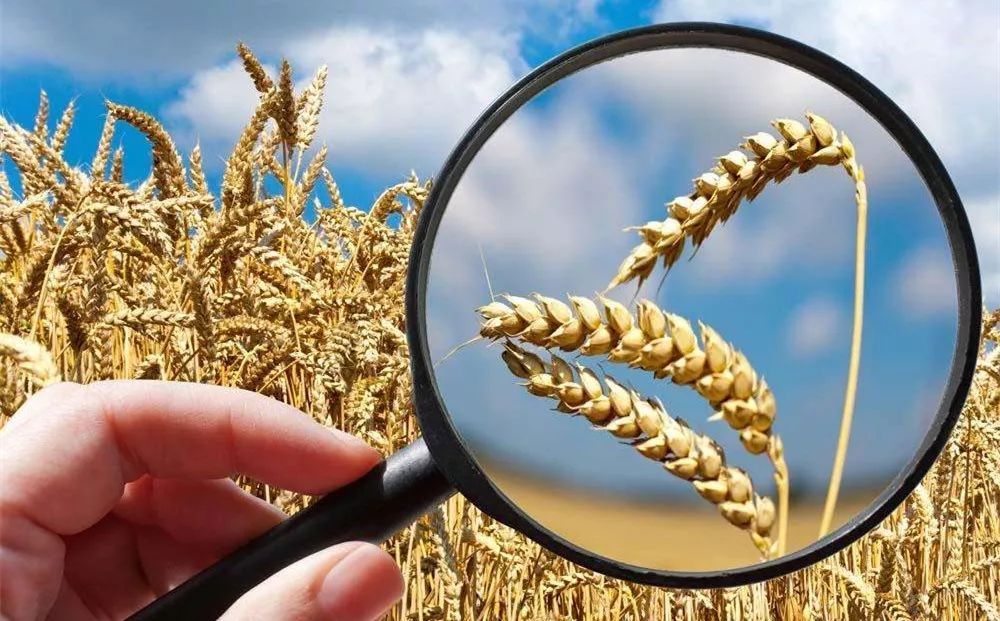 放大镜软件合集