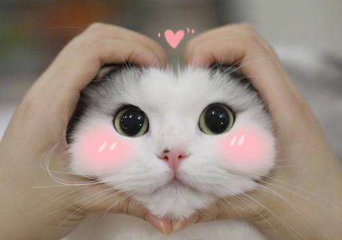 能翻译猫说话的软件合集