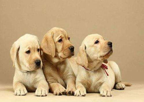 宠物购买app合集