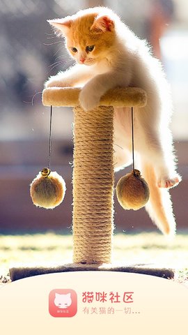 猫咪社区官方app新版图3