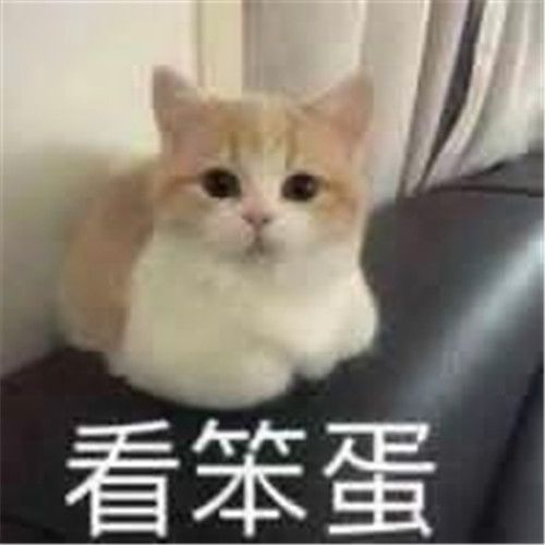 小猫咪能有什么坏心眼呢表情包图1