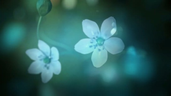 白色情人节2说谎的花朵游戏中文版  v1.0图3