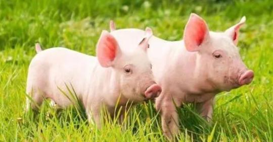 2021智慧牧原pro电脑pc端合集