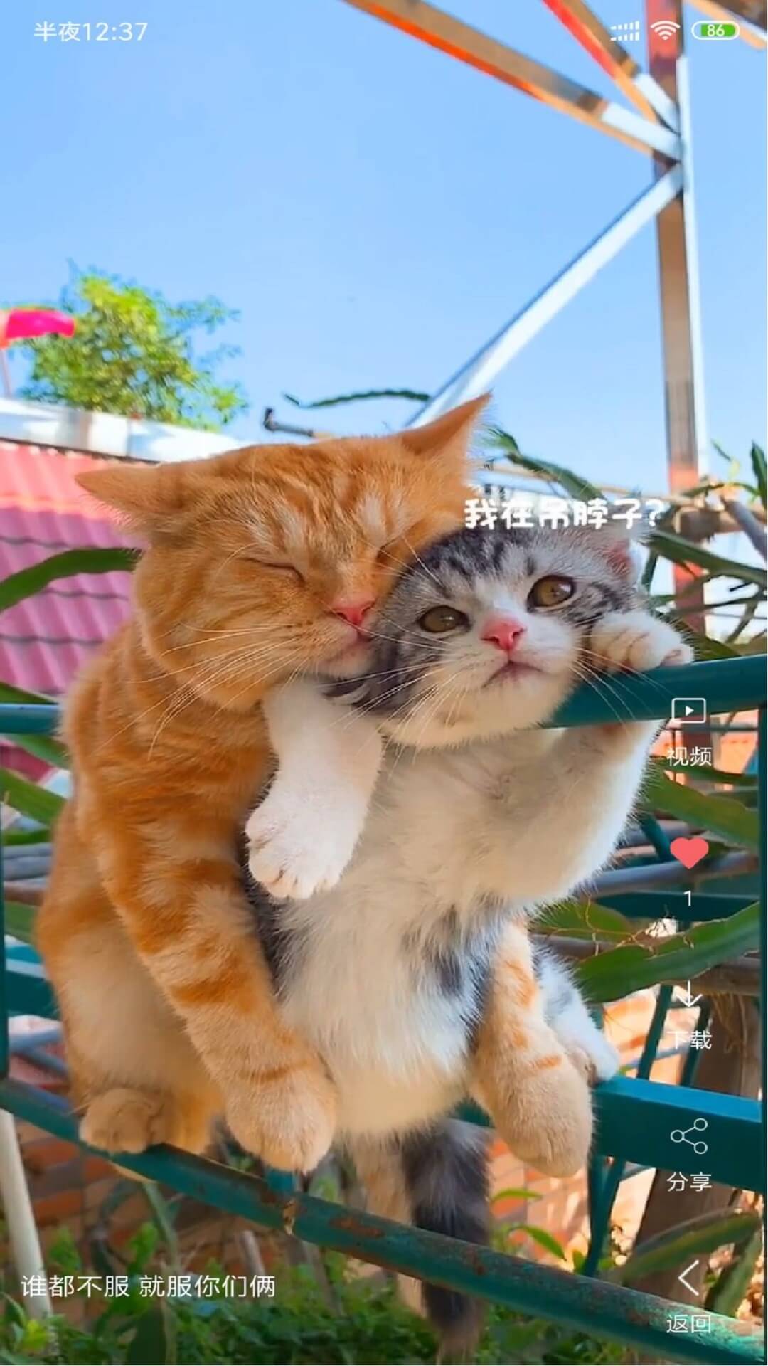 视频壁纸手机版图1