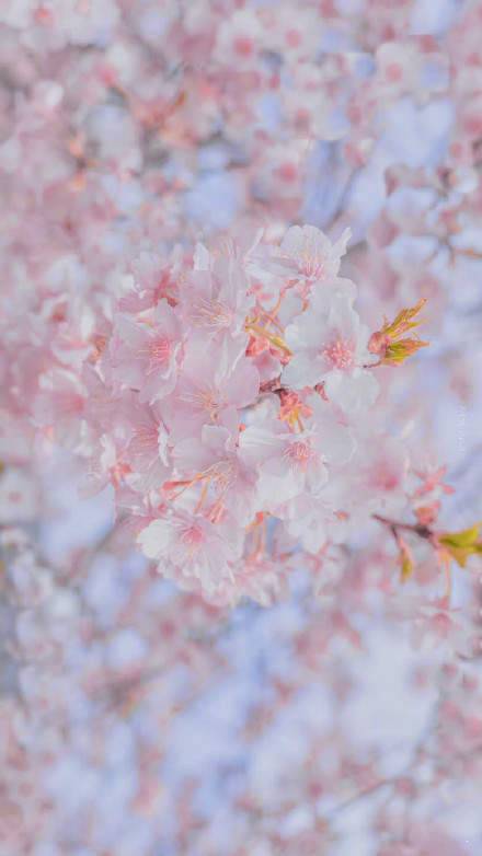 春日樱花壁纸背景图图2
