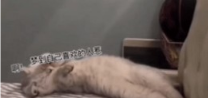 啊,梦到自己喜欢的人了,好漂亮啊,表情包猫图3