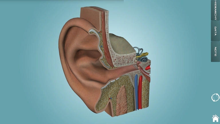 人体解剖学图集图3