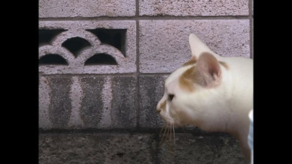 翌日猫之怪奇谭游戏手机版图2