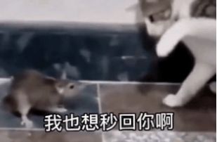 等你半天你也只回了恩动图图4