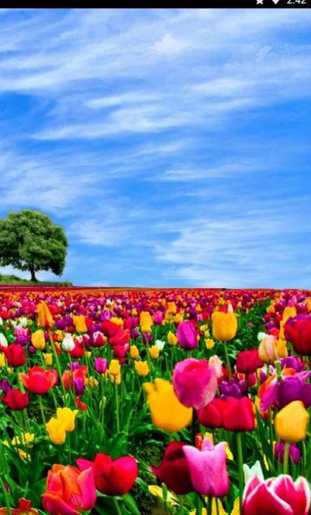 花田动态壁纸app图3