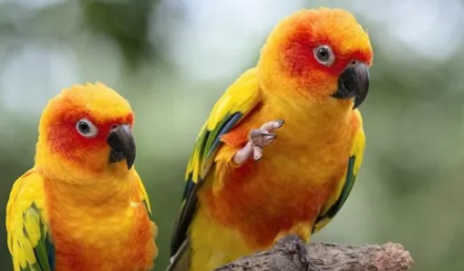 清萌鹦鹉app合集