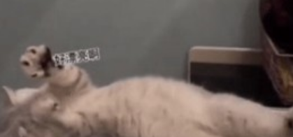 啊,梦到自己喜欢的人了,好漂亮啊,表情包猫图1