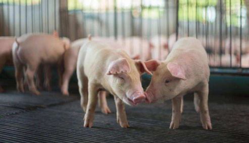 智慧牧原老版本合集