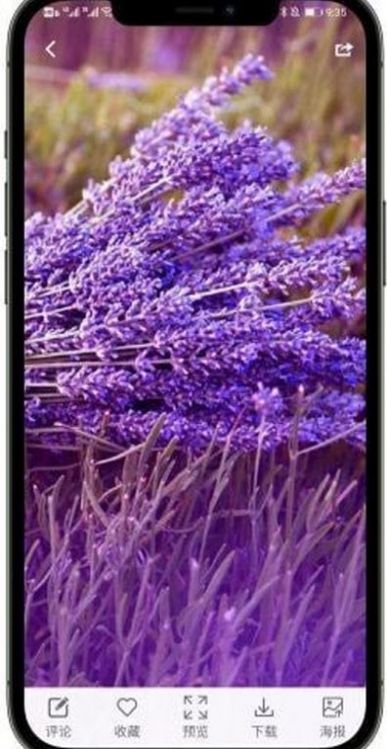 枫叶壁纸 高清版 手机 唯美图2