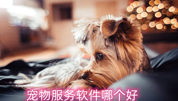 宠物服务软件哪个好