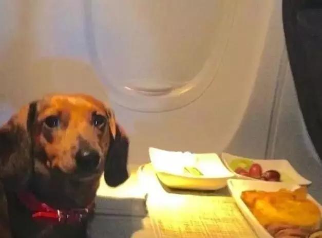 狗子坐飞机有多可爱图片图1