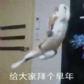 给您拜个早年表情包猫咪