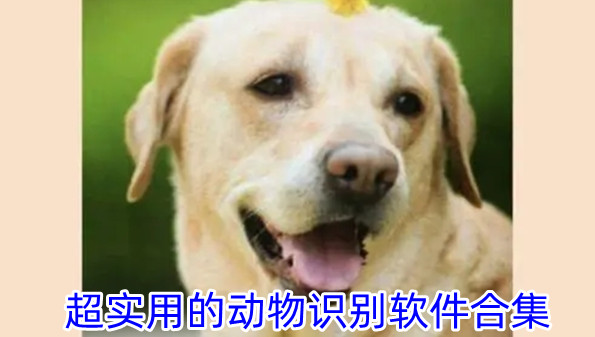超实用的动物识别软件合集