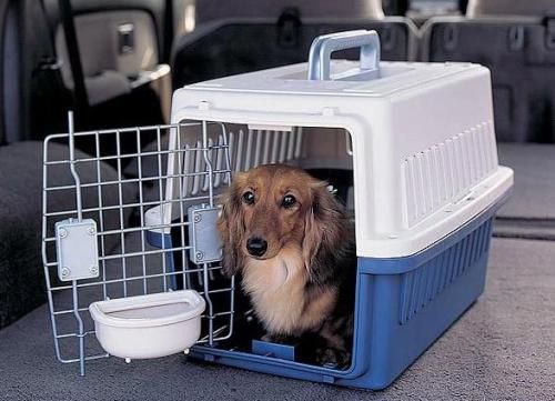 宠物托运软件合集