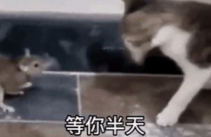 等你半天你也只回了恩动图图3