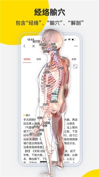 3Dbody解剖图5