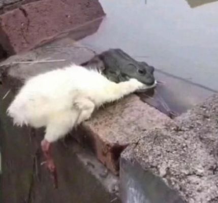 抖音小天鹅给个机会动图图2