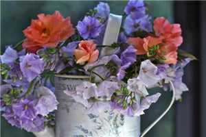 大壮小说免费合集