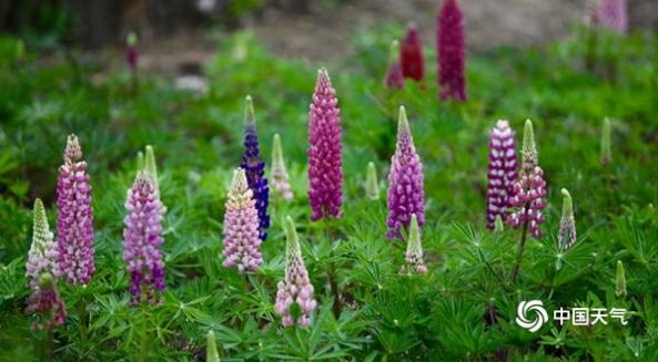 2021年五一全国赏花地图图3