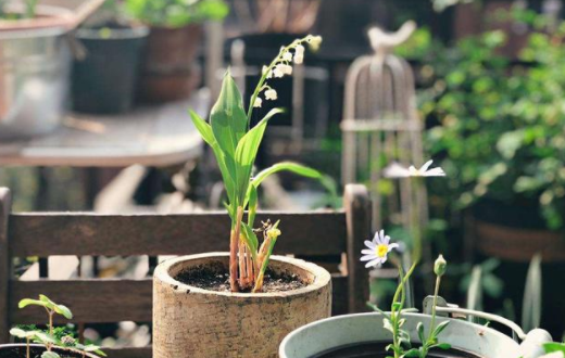 养花录app官方版合集