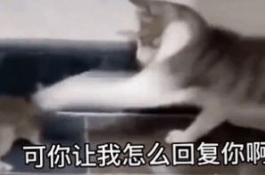 等你半天你也只回了恩动图图1