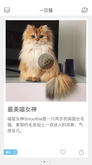 一日猫图3