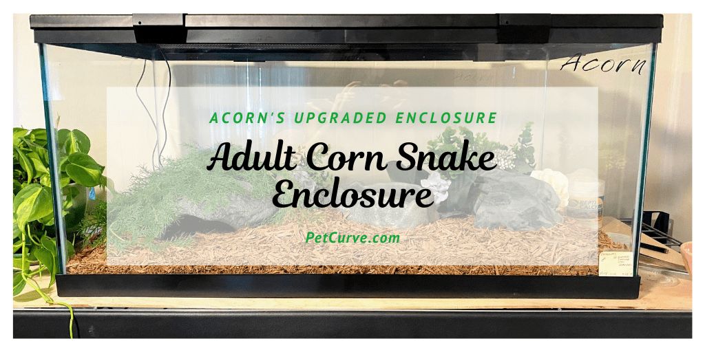 homegrown pet游戏合集