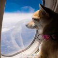 狗子坐飞机有多可爱图片