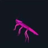 彩色蟑螂表情包图3