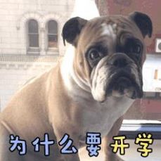 开学必备表情包图3