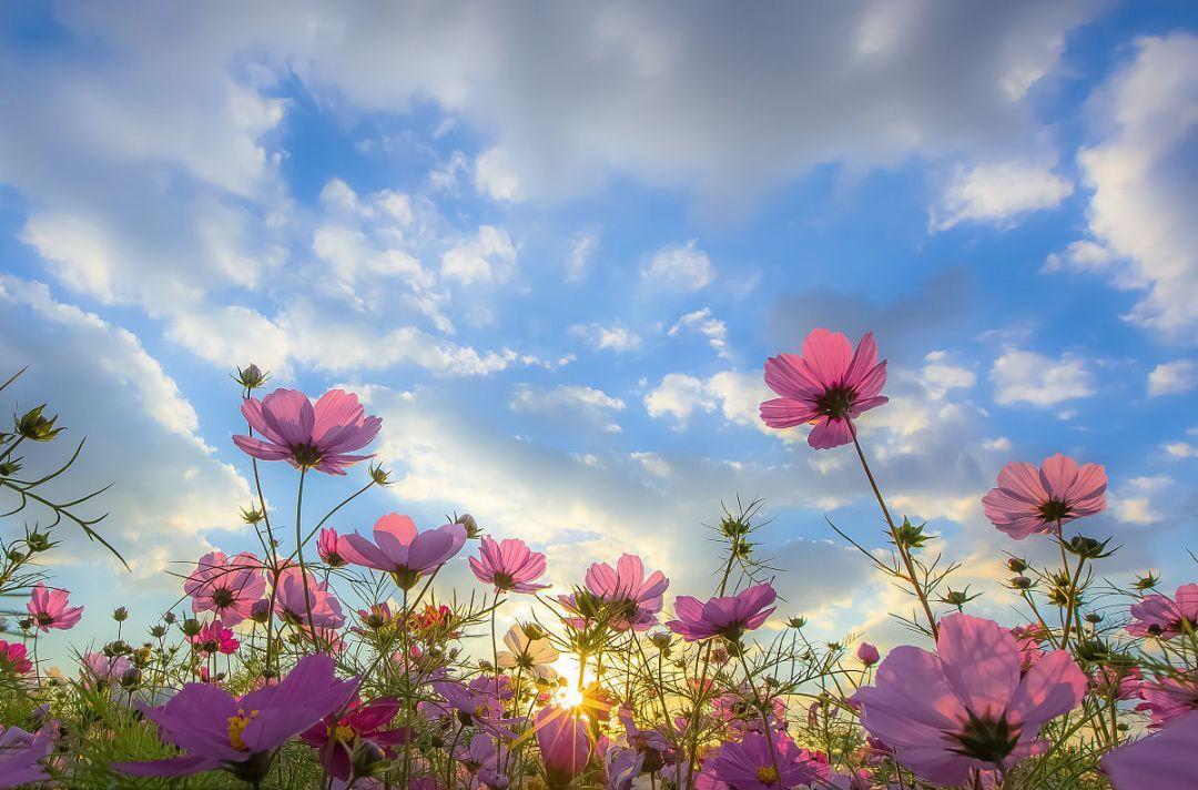 花还会重新开不同的春来了又来背景壁纸图片素材免费分享  图5