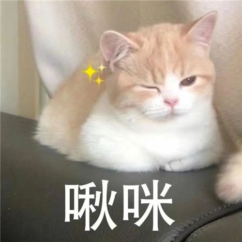 小猫咪能有什么坏心眼呢表情包图2