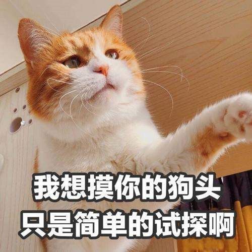 小猫咪能有什么坏心眼呢表情包图3