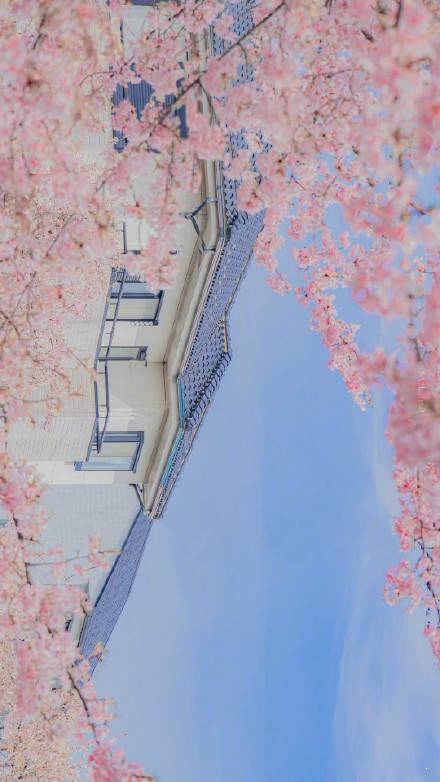 春日樱花壁纸背景图图1